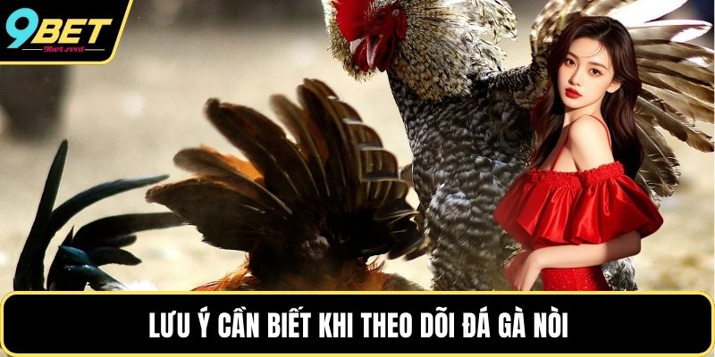 Lưu ý cần biết khi theo dõi đá gà nòi