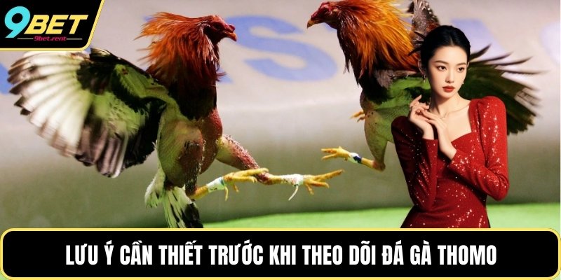 Lưu ý cần thiết trước khi theo dõi đá gà Thomo