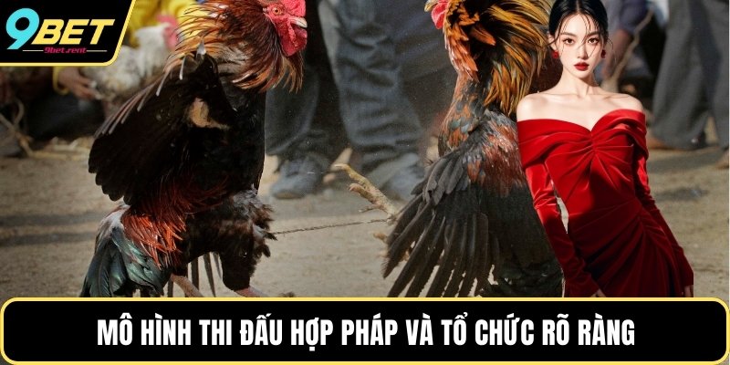 Mô hình thi đấu hợp pháp và tổ chức rõ ràng