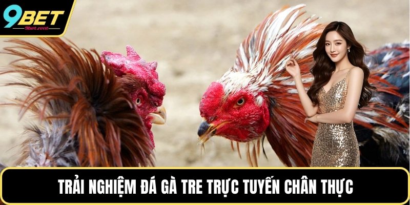 Trải nghiệm đá gà tre trực tuyến chân thực